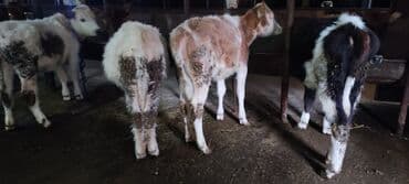 cins ineklerin satisi: Satlıq buzovlar və dana­lar - Cinslər: qarışıq – alaca (qara-ağ) — 1