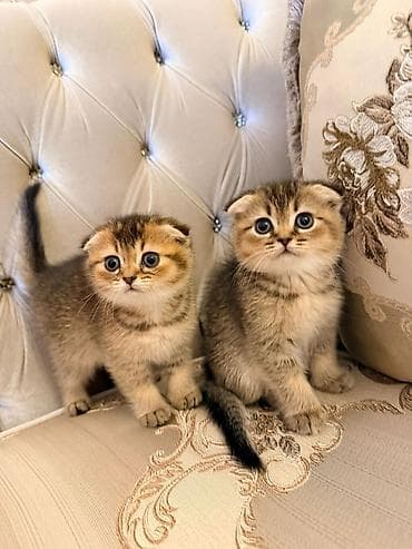 pisik cutlesdirme: Şotland yastı qulaq — 2