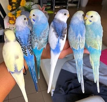 taxta qefes: SUPER PAPUQAY DƏSTİ 🦜cemi 45 azn ✨ Hamısı bir yerdə – ideal başlanğıc — 3