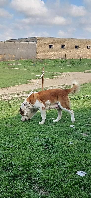 alabay itleri haqqinda melumat: Alabay, 3 il, Dişi, Peyvəndli — 7