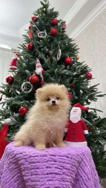 itlər balaca: Şpitz, Erkek, Peyvəndli, Ünvandan götürmə — 4