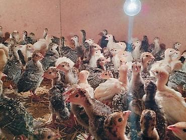 cucə yemi: 9 man -1 günluk,15 manata - 1 ayliq, 40man-3 ay yarim . Hinduskalar — 5