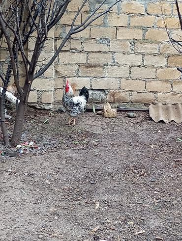 toyoq xoruz: Xoruz, il: 1, Ünvandan götürmə — 4