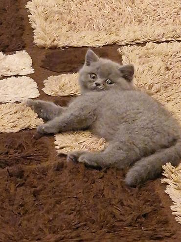 Akvariumlar: Britan — 6