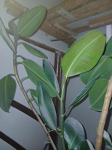 palet plastik: Fikus elastika (qauçaq ağacı) – 2 metrlik dekorativ otaq bitkisi - — 2