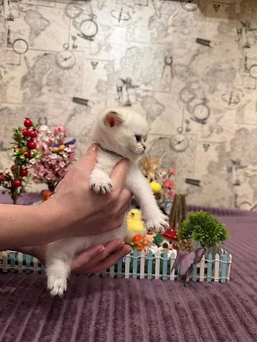 it bala: Britan, Erkək, Dişi, Yaxşı əllərə, Ünvandan götürmə, Pulsuz çatdırılma, Ödənişli çatdırılma — 3