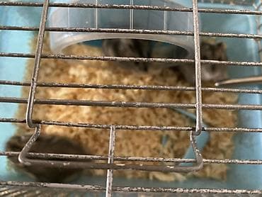 cuce ucun su qabi: Dwarf hamsterlər üçün tam dəst qəfəs(3 xamyak +qəfəs(çarx,yem qabı,su — 3