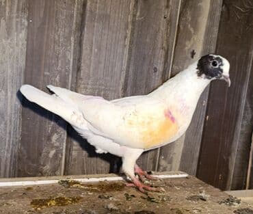 Gəmiricilər: Tərgizmə quşlar satılır. Sağlam uçan seçmə quşlardı. Hamısı birlikdə — 2