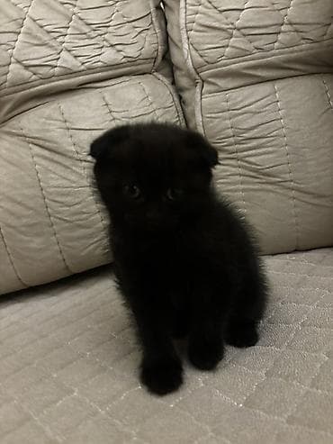 pişik ucun tualet: Şotland — 6