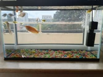 oskar balığı: Balıqlar və akvaryum biryerdə satilir — 5