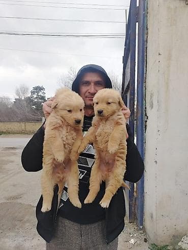 Pişiklər: Labrador-retriver, 2 ay, Erkek, Peyvəndli, Ünvandan götürmə — 5