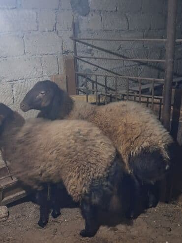 qurbanlıq qoyun: Dişi, Qala, il: 1, 60 kq, Damazlıq, Ünvandan götürmə — 3