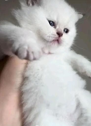 sort pisik: Qızıl şinşilla, Erkək, Yaxşı əllərə, Ünvandan götürmə, Ödənişli çatdırılma — 6