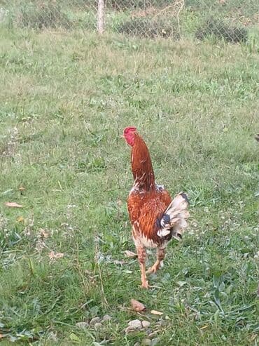 купить домик для кота: Məhsul: Xoruz

Düdəmə Xoruz — 3