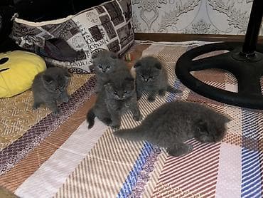 it pişik: Britan, Erkək, Dişi, Yaxşı əllərə, Ünvandan götürmə — 3