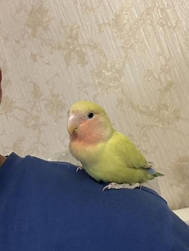babil quşu: Salam. Agapornis sevda quşudur. Quşun özü 100 manata alınıb erkəklə — 1