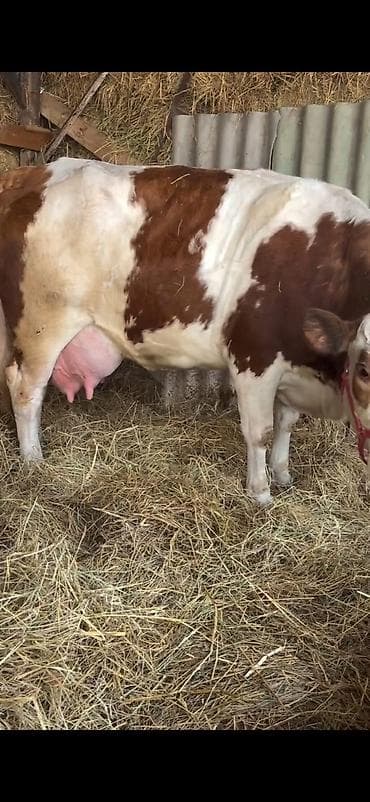 kreditle heyvan satisi: Simental tipli inək buzovu ilə birlikdə. - Cinsi: Simental — 10