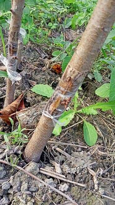 dekorativ dibçək gülləri: Gilas Tingleri Satılır. 1) Napalyon 2)Ağ xrustal Napalyon 3) Gövdə — 3