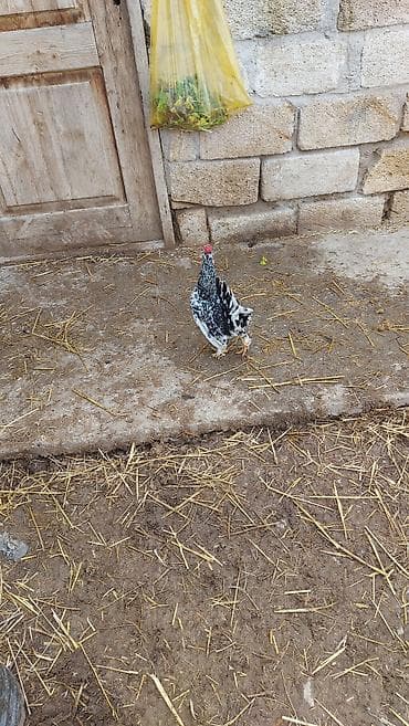 balaca cins itler: Salam yaponka xoruzu satılır akdiv xoruzdu temiz çildi sağlamlığına — 5