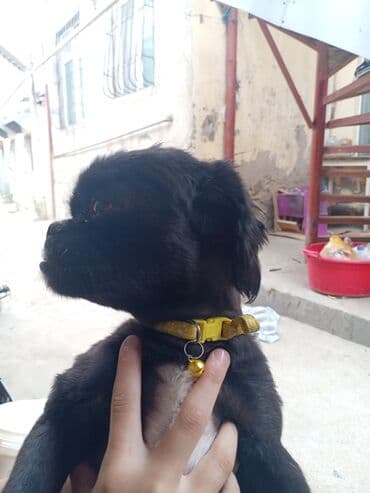 dişi itlər: Pekines, 2 il, Dişi, Cütləşmə üçün — 5
