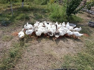 hinduşka satılır: 3 aylıq qazlar satışa çıxrıldı, ətlik sortlardihamisi xususi yemleme — 2