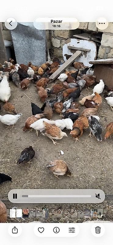rahibə toyuğu: Toyuq, Yumurtalıq — 1