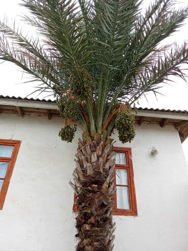 Buket güllər: İran Xurmasi — 6