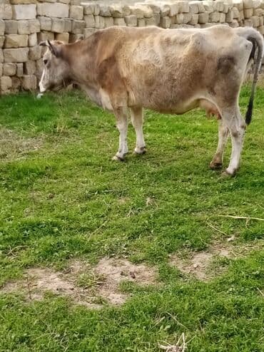 inek fermasi: Salam südverən İNƏK. 6.7 LİTİR SÜD VERİR YAĞLI SÜDÜ VAR DİŞlİ CAVAN — 4