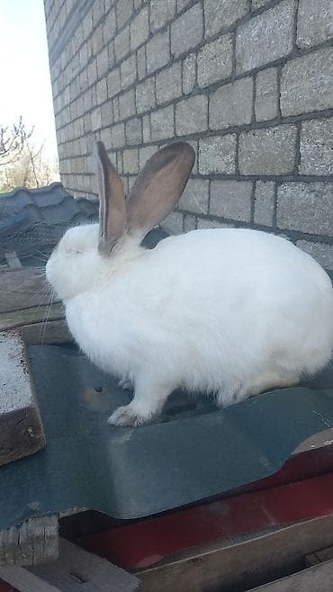 dovşan şəkli: Ağ albinos dovşan balaları – dekorativ və təsərrüfat üçün.1 ayliq — 6