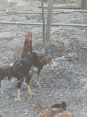 K/t heyvanları və malları: Toyuq, Damazlıq — 2