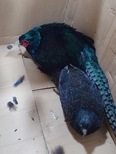 Turşular: Məhsul: Qırqovul cütü (erkək və dişi) Təsvir: - Növ: Qırqovul - Rəng — 2