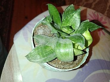 gubre: Sukulent – Sansevieria “Hahnii” (Cücə quş yuvası) - Bitki növü — 2
