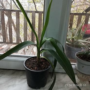 Yucca (dəhliz/pəncərə önü üçün dekorativ otaq bitkisi) - Uzun