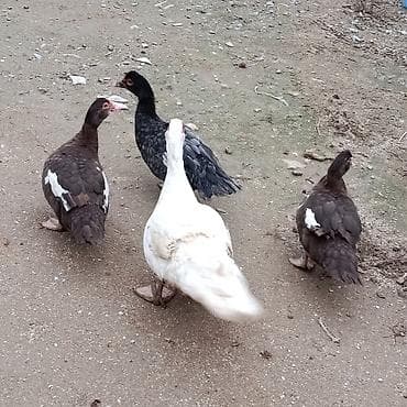 Keçilər, çəpişlər: Erkək, | Lal ördək, Damazlıq — 8