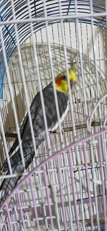 hinduwka satiwi: Dişləmir böyük 11 aylıqdı balaca 2 aylıq Balaca tam əlquşudur. Böyük — 2