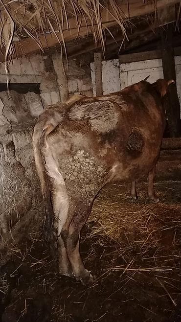 Balıqlar: Mart aynın axrlarında doqacaq doaqnda 8 - 10 litir süd verir 3 cü — 4