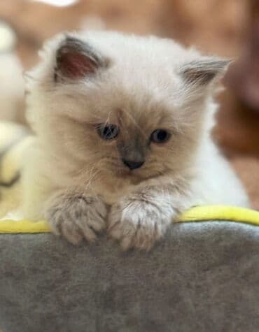 pişik sahiblendirme: Şinşilla, Erkək, Cütləşmə üçün — 4