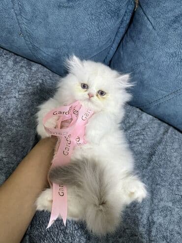 maykonq pişiyi: Fars — 4