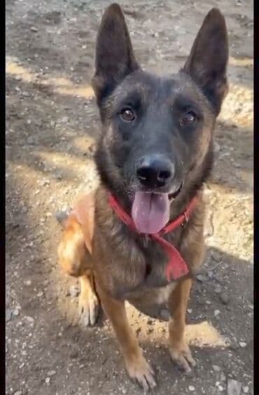 2 il, Erkek, Cütləşmə üçün, Ünvandan götürmə