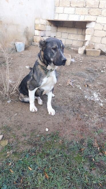 Птицы: İt – iri cüssəli, güclü və möhkəm quruluşlu erkək. Qısa, sıx tüklü — 2