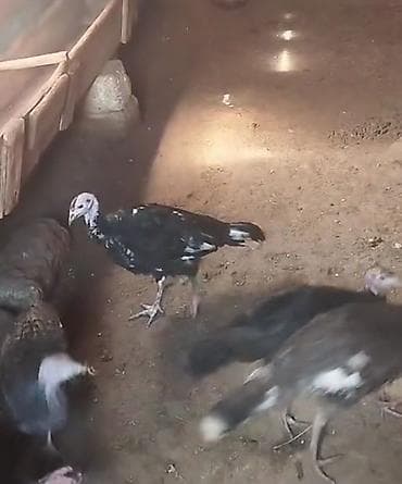 hind qusu: Super hinduskalar 5 ededir 3 ayliqdilar tam saqlamdilar 2 erkey 3 — 1