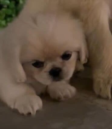 tüklü itlər: Pekines, 2 ay, Erkek — 3