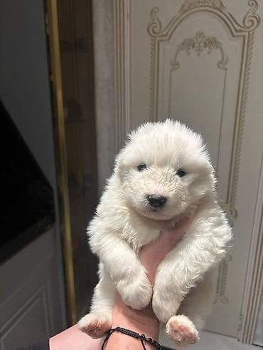 qurdbasar balaları: Samoyed — 9