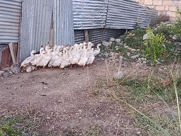 it adlari erkek: Salam 2 ayliq qaz balalari satilirbutun vaksinleri olunubətlik — 4
