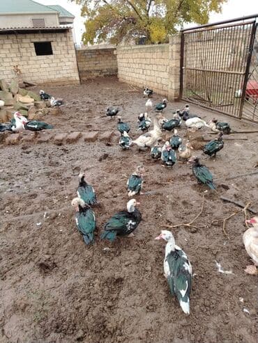 Akvarium aksessuar və ləvazimatları: Lal ördək — 2