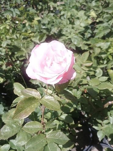 piyon gül: Məhsul: Qızılgül kolları (çəhrayı, açıq çəhrayı, ağ və tünd çəhrayı — 2