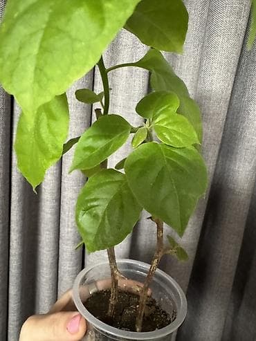 plastik stekan: Bitki: Bougainvillea “Snow Cap” (etiketdə qeyd: Snow cap multi — 3