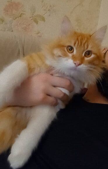 Heyvanlar üçün mallar: Erkək — 4