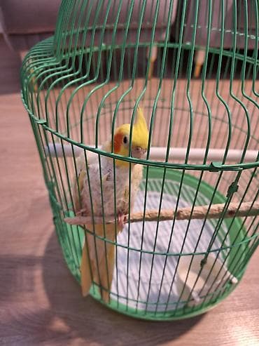 kana kors: Sarı rəngli nimfa (cockatiel) balası və qəfəs dəsti 2 yaşlı erkək — 2