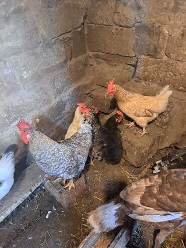 hazır yuva: Toyuq, Damazlıq — 3